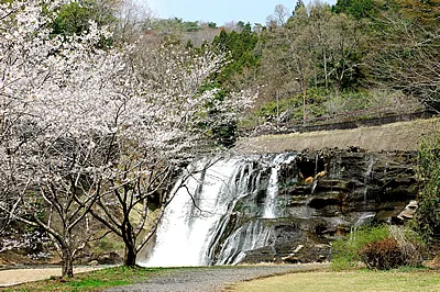 桜と龍門の滝